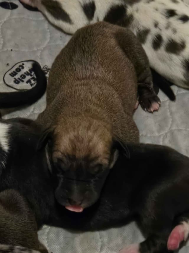 Great Dane Puppies media 2