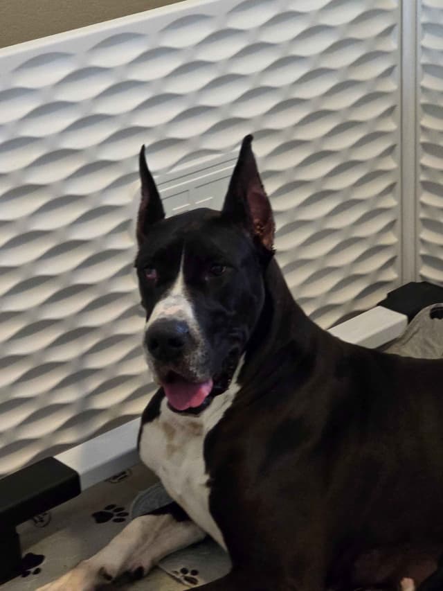 Great Dane Puppies media 4