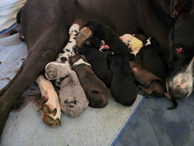 Great Dane Puppies media 5