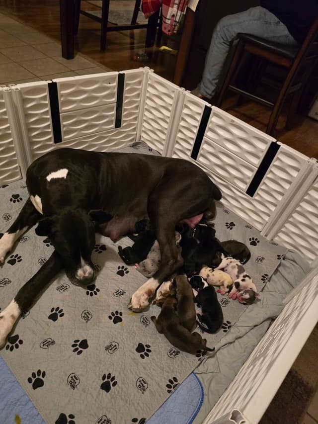 Great Dane Puppies media 6