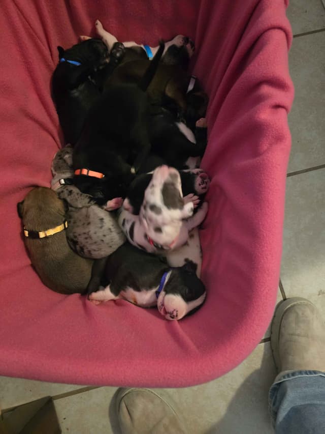 Great Dane Puppies media 7