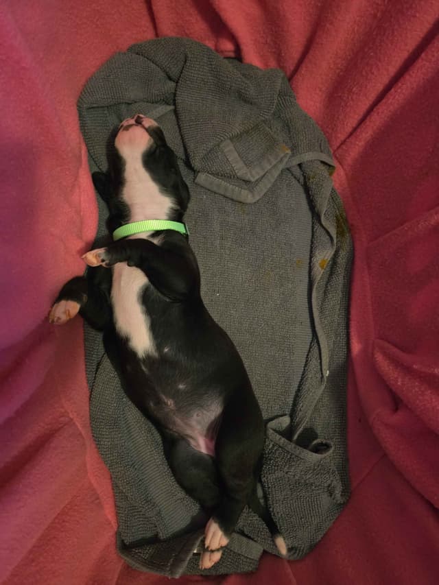 Great Dane Puppies media 8