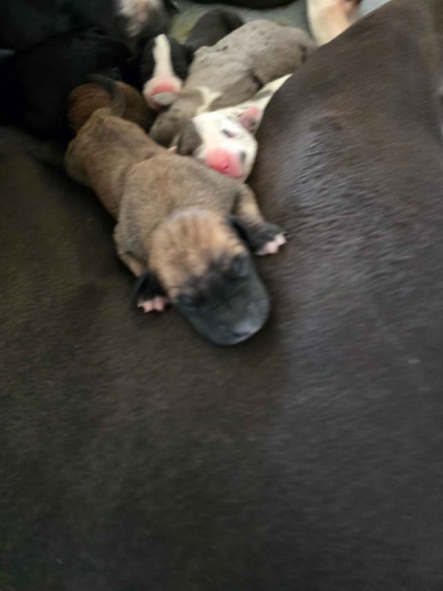Great Dane Puppies media 9