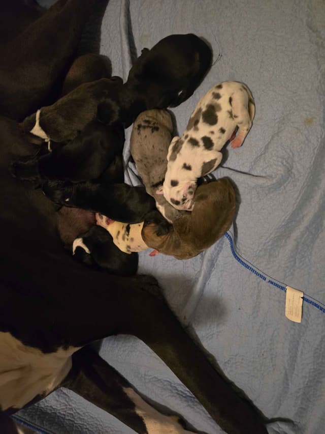 Great Dane Puppies media 10