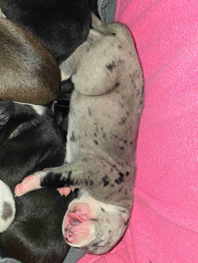 Great Dane Puppies media 11