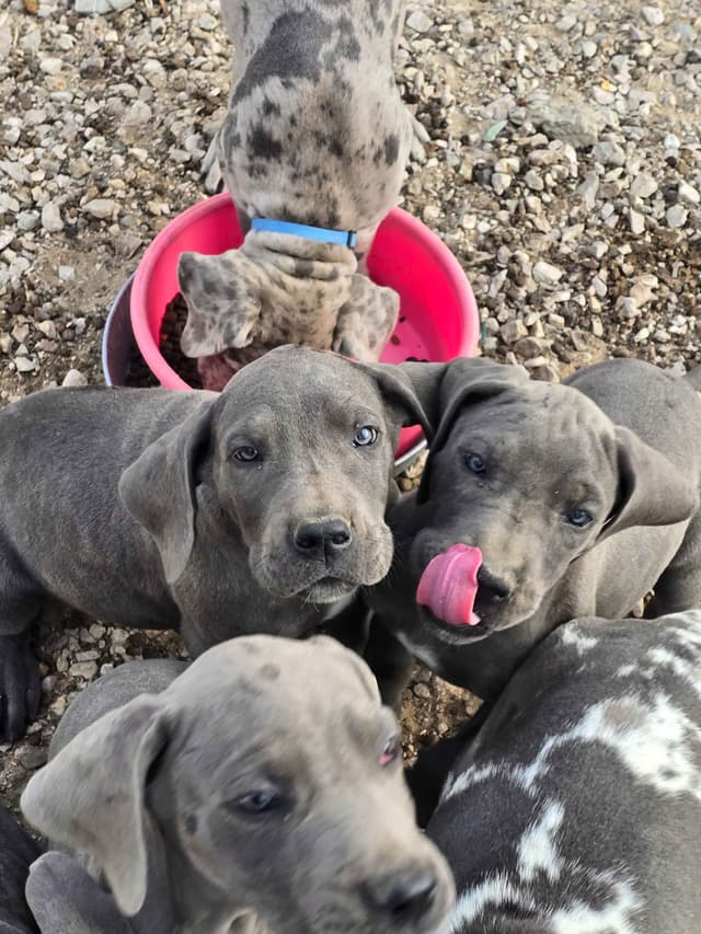 Great Dane Puppies media 12