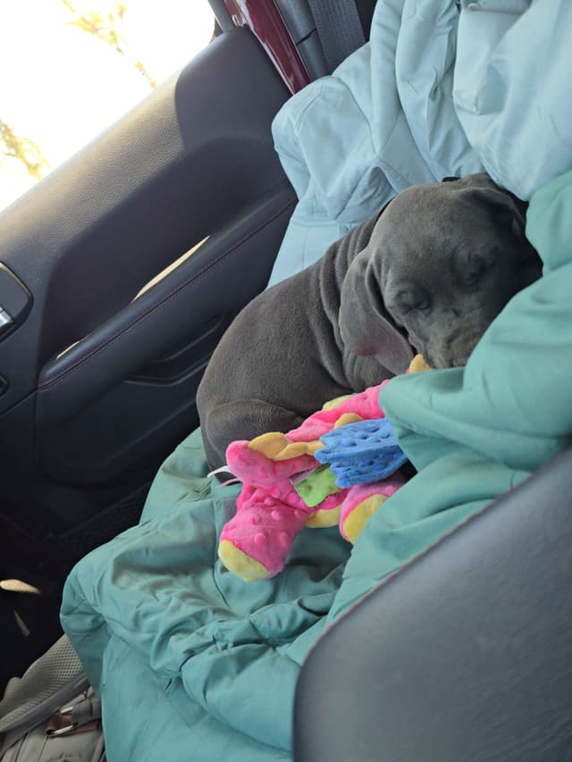 Great Dane Puppies media 13