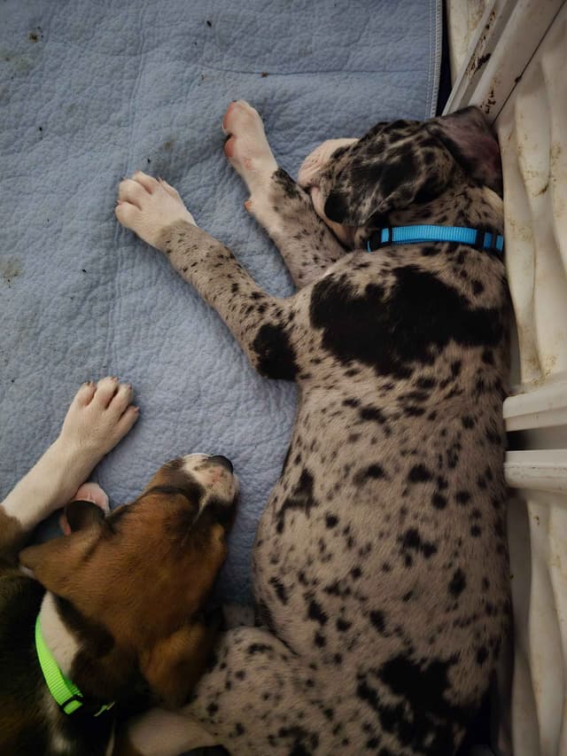Great Dane Puppies media 14