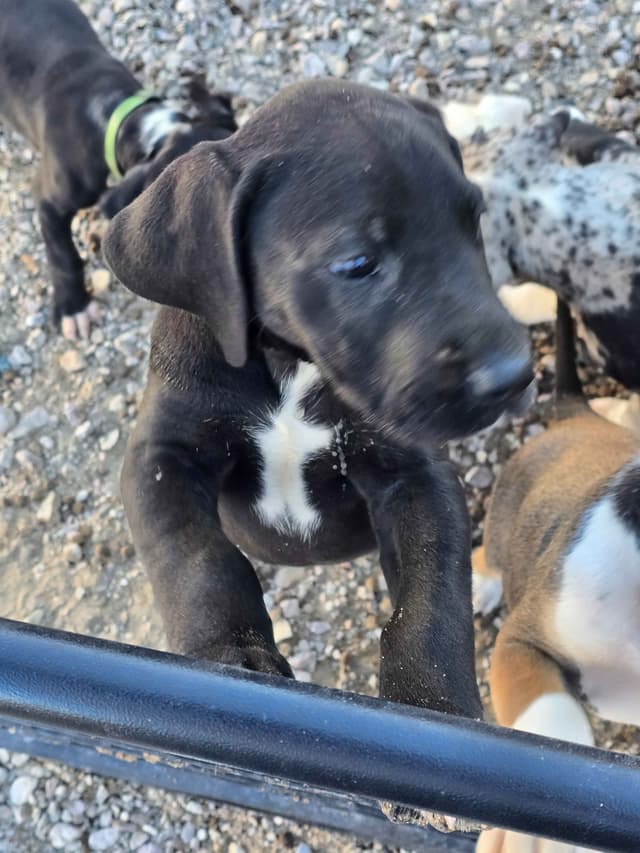 Great Dane Puppies media 15