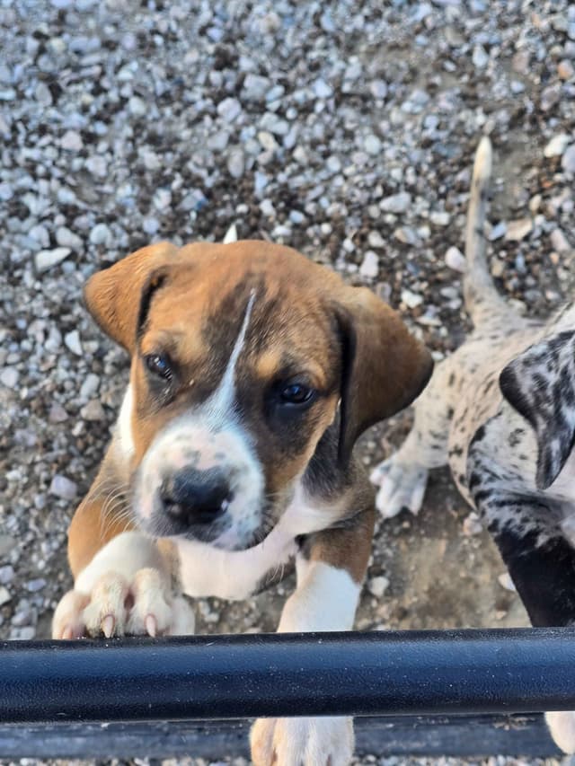 Great Dane Puppies media 16