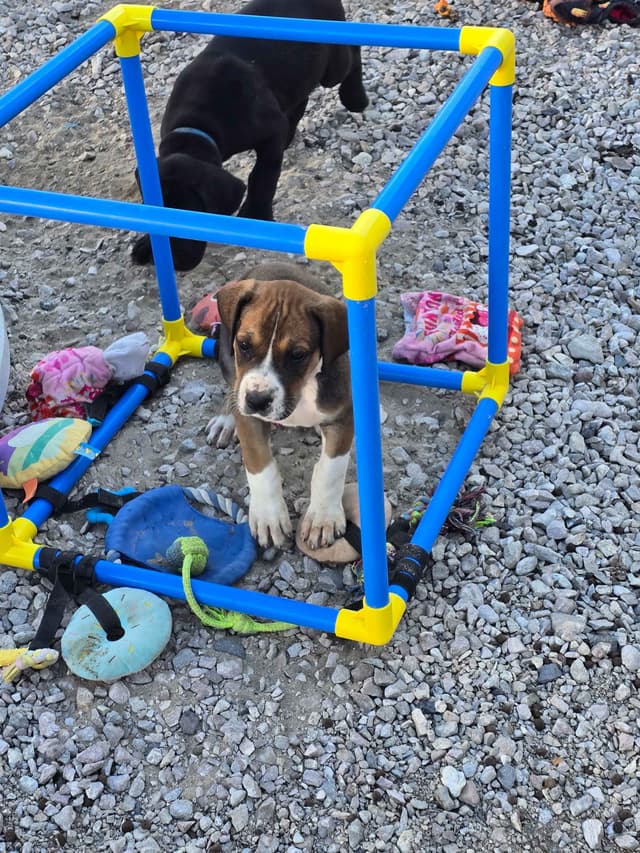 Great Dane Puppies media 17