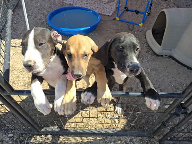 Great Dane Puppies media 18