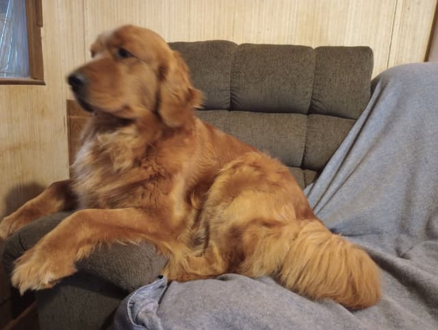 Golden Retriever Puppies media 2