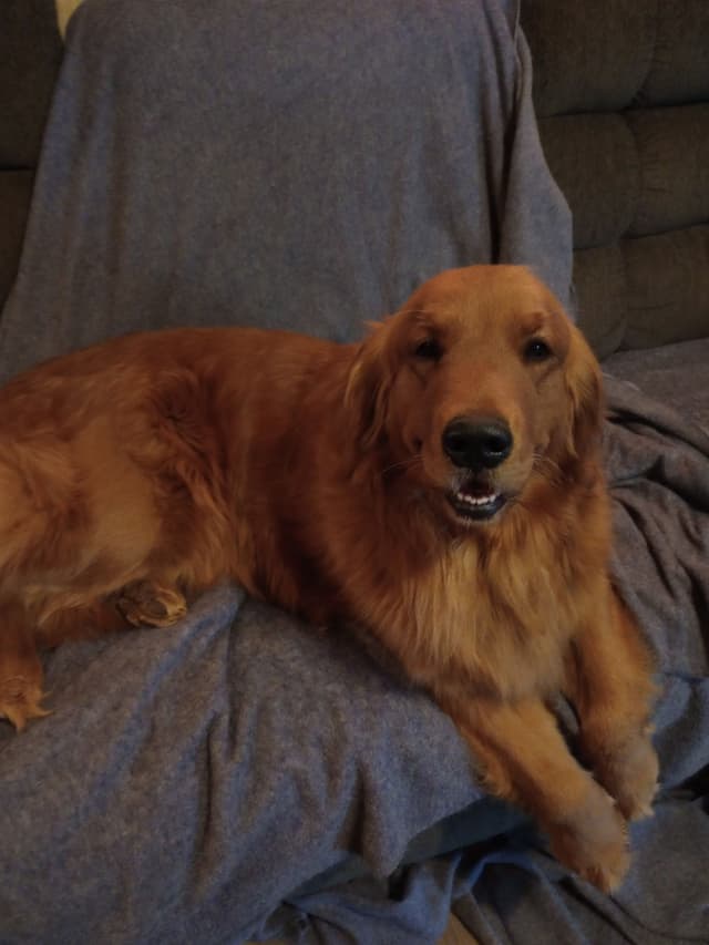 Golden Retriever Puppies media 3