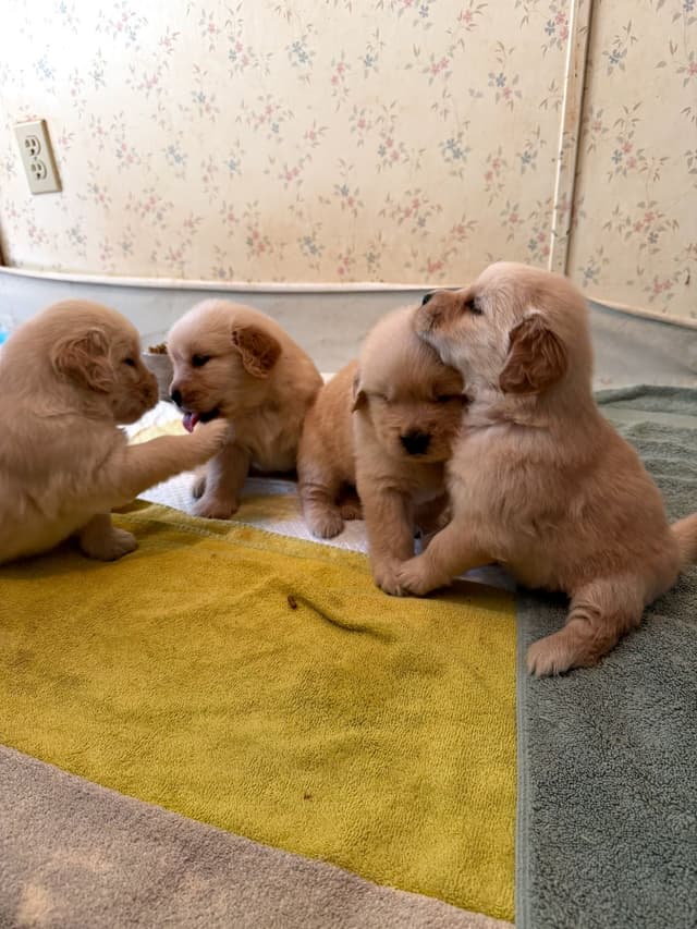 Golden Retriever Puppies media 2