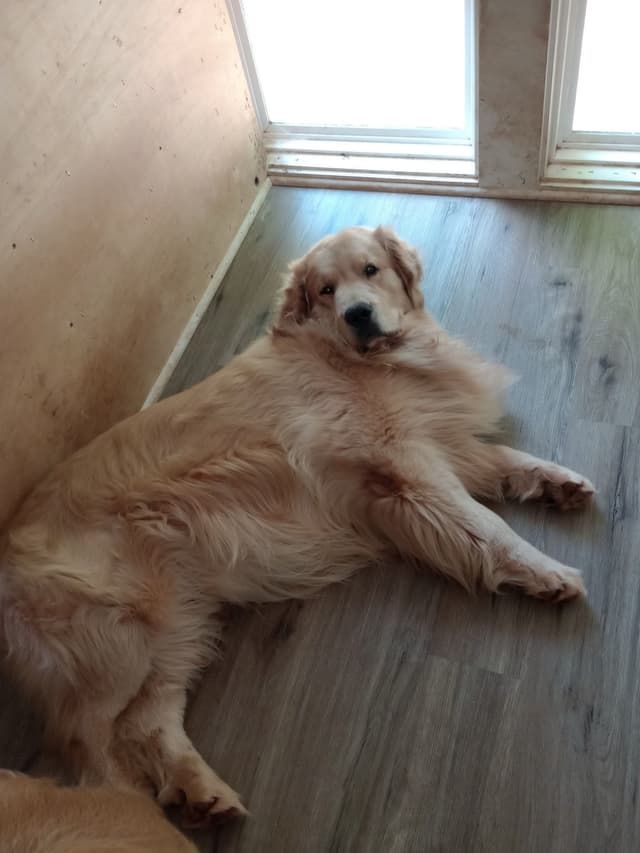 Golden Retriever Puppies media 3