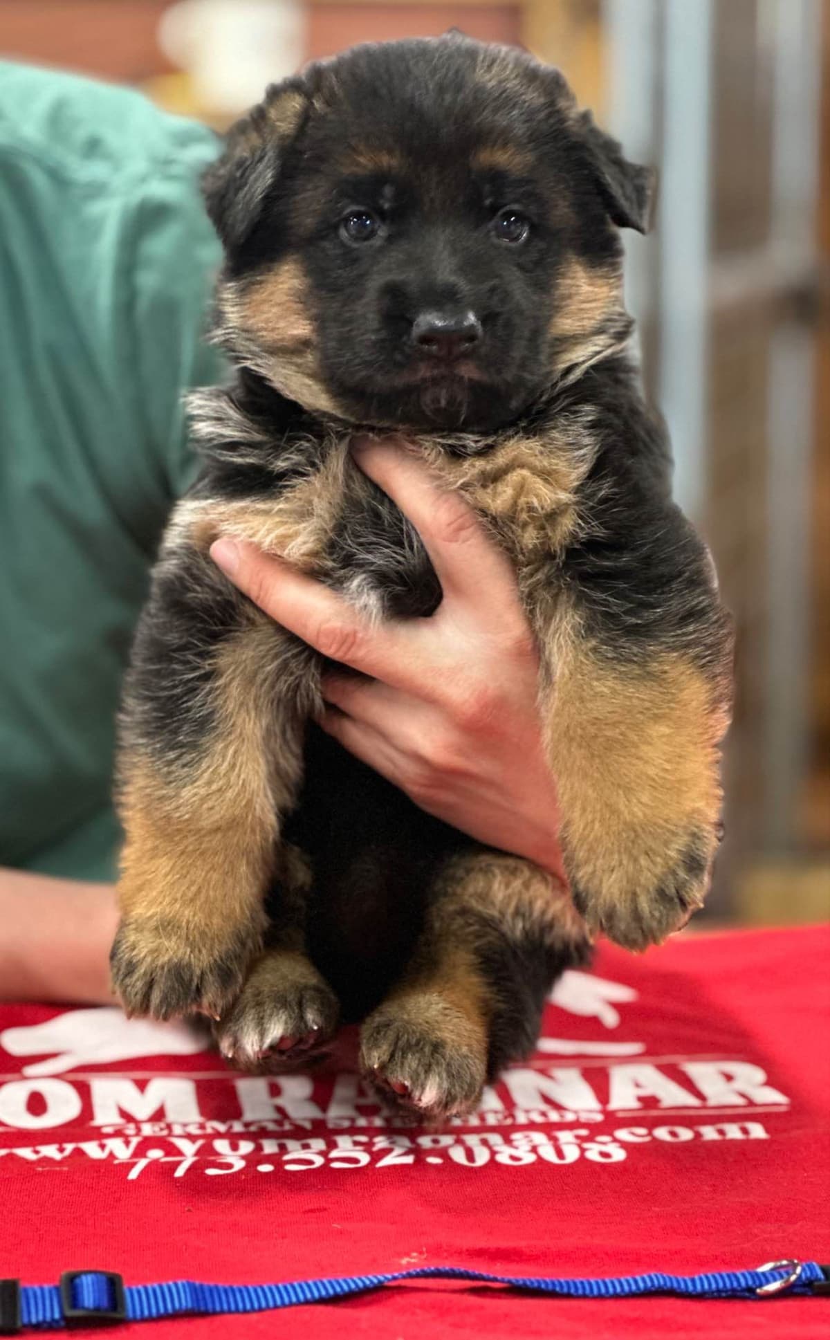 Pembroke Welsh Corgi Puppies breeder image 9