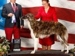 Borzoi Puppies breeder image 15