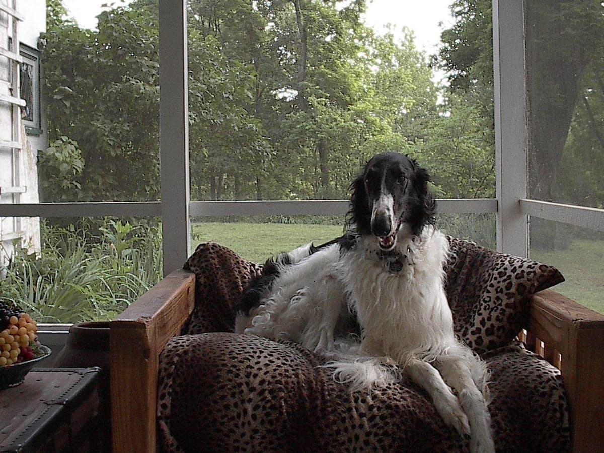 Borzoi Puppies breeder image 3