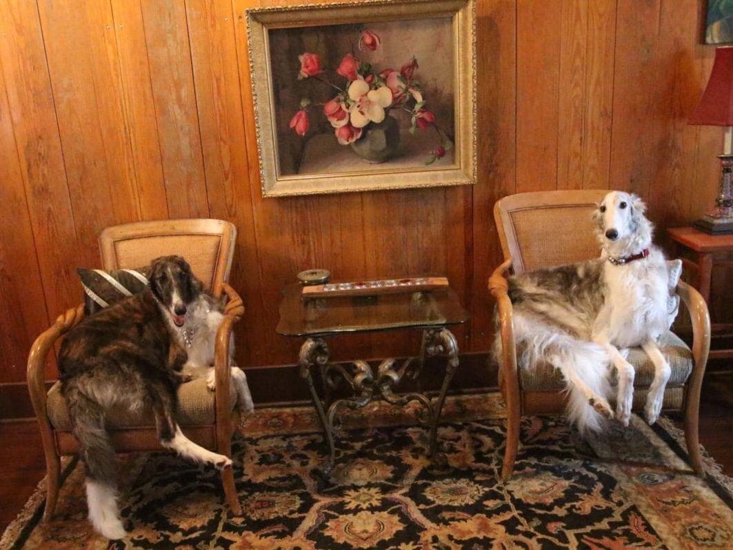 Borzoi Puppies breeder image 16