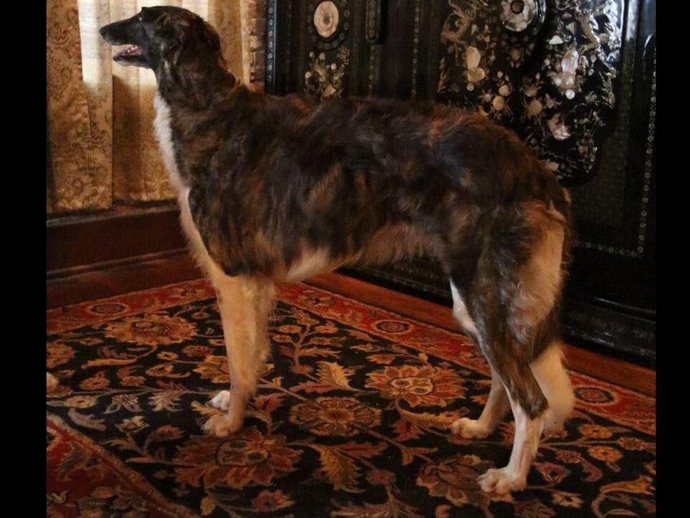 Borzoi Puppies breeder image 17