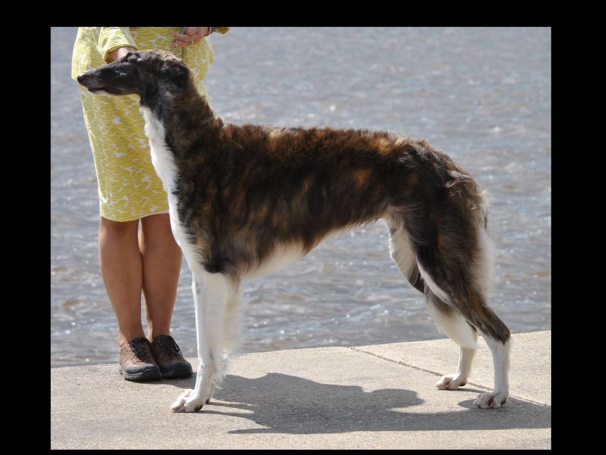 Borzoi Puppies breeder image 14