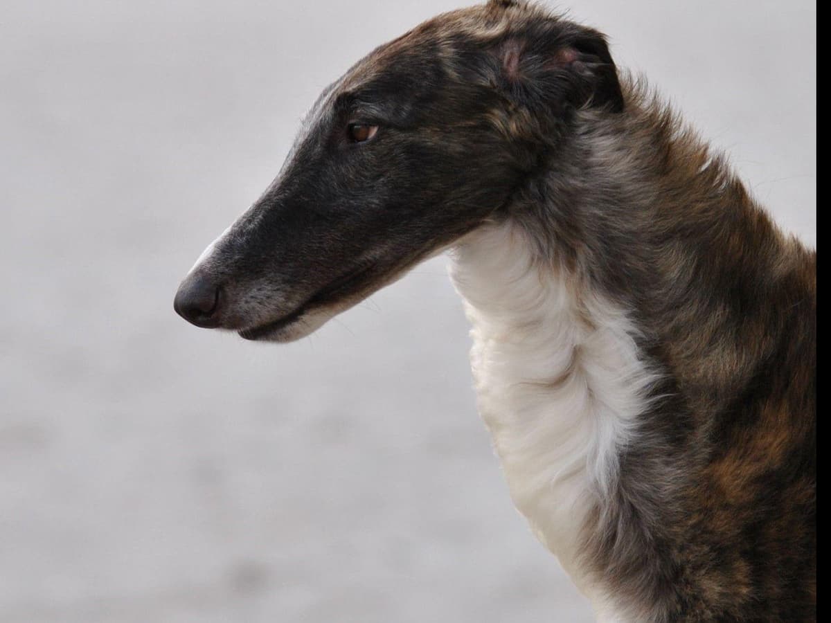 Borzoi Puppies breeder image 18