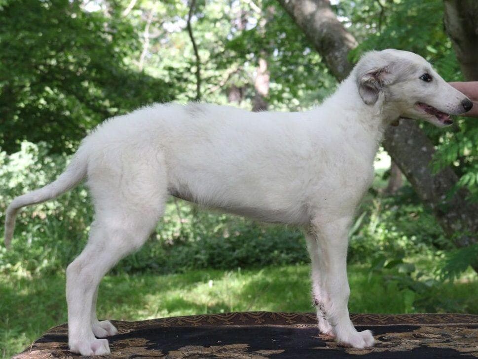 Borzoi Puppies breeder image 23