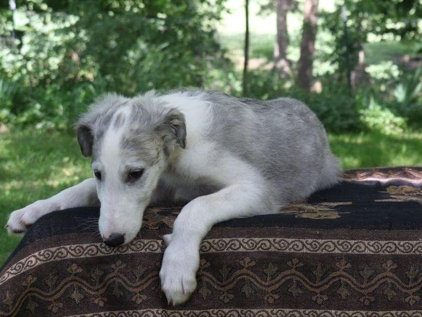 Borzoi Puppies breeder image 1