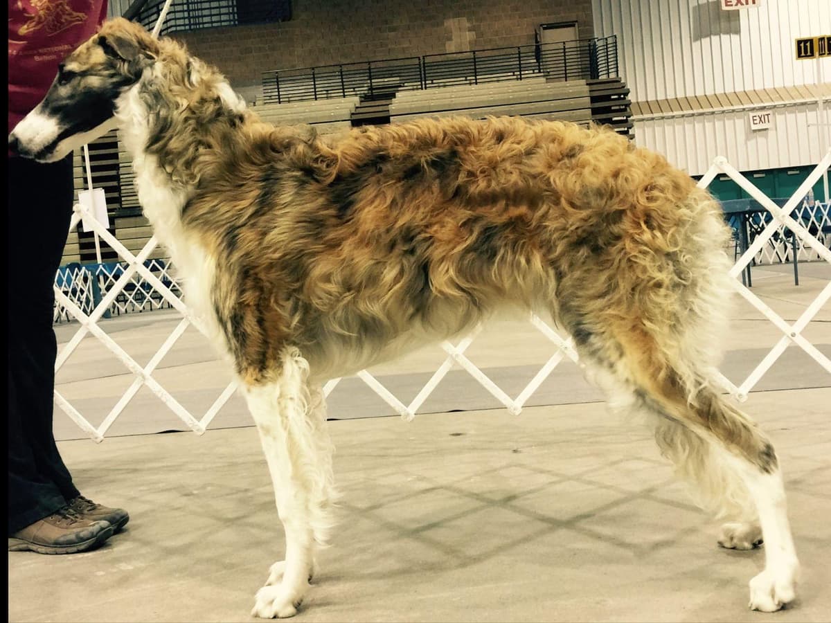Borzoi Puppies breeder image 20