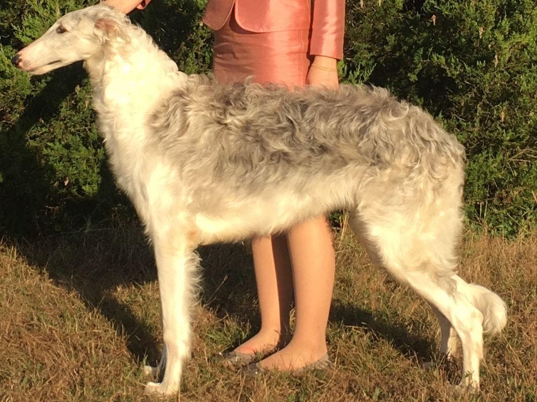 Borzoi Puppies breeder image 22