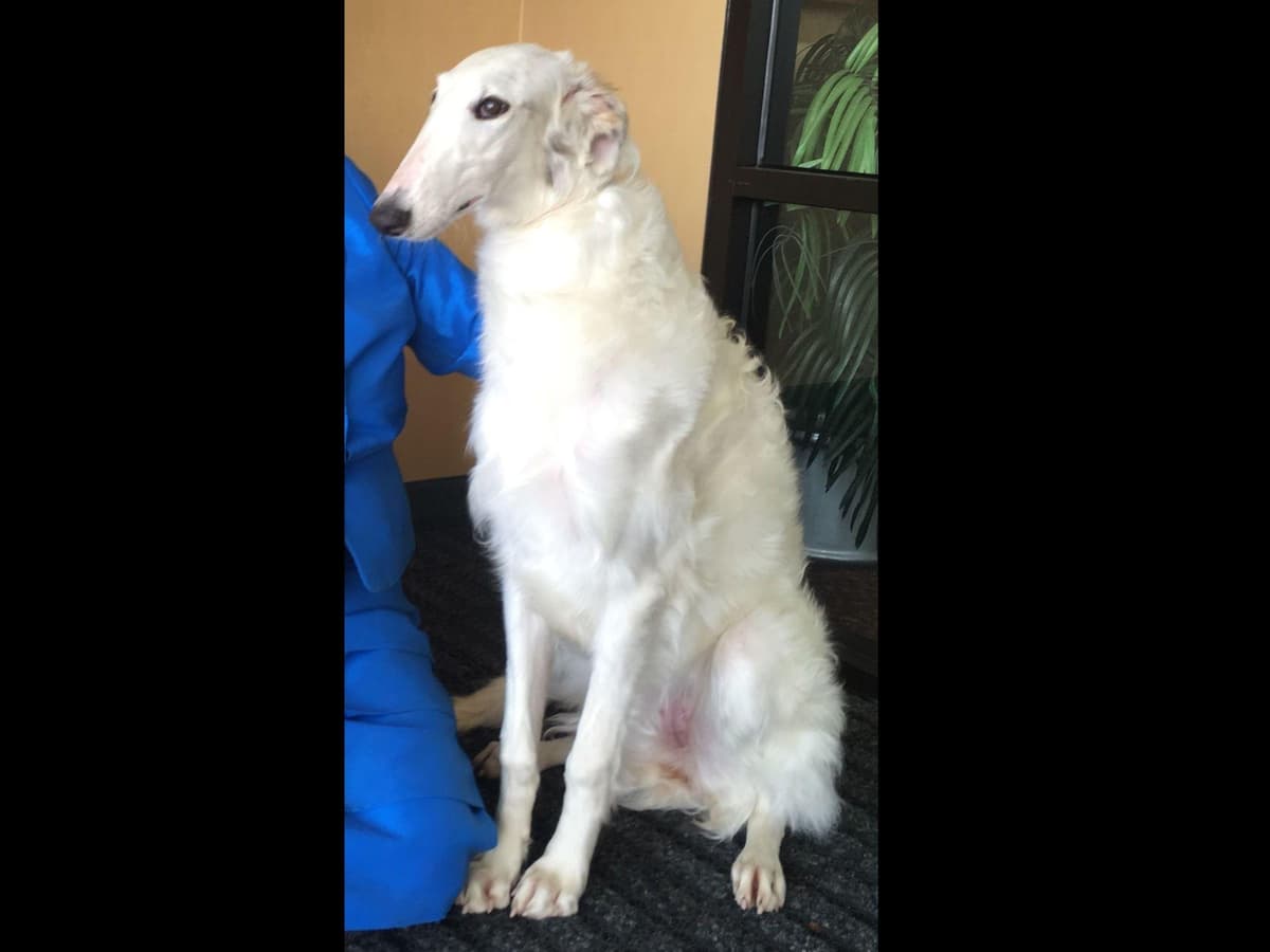 Borzoi Puppies breeder image 12