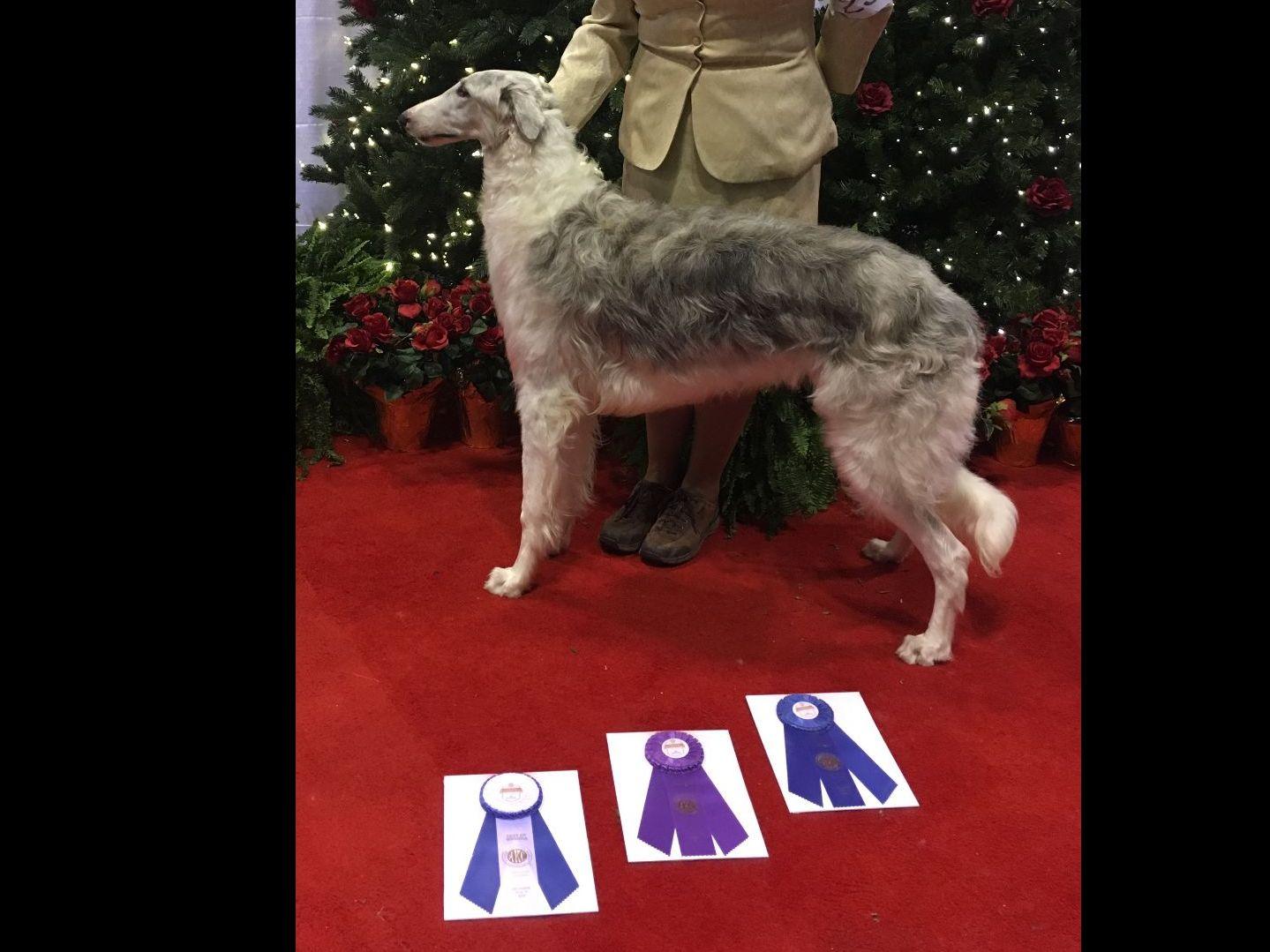 Borzoi Puppies breeder image 13