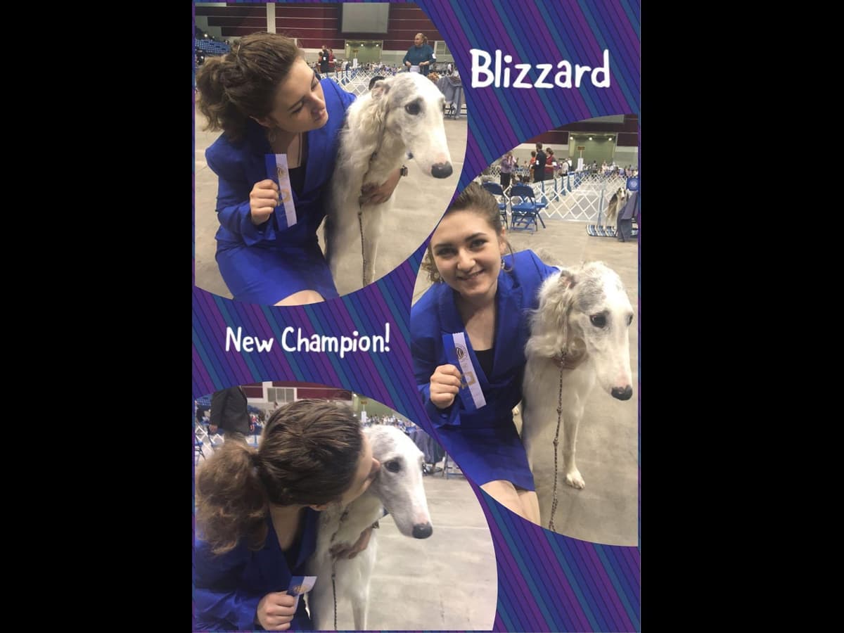 Borzoi Puppies breeder image 24