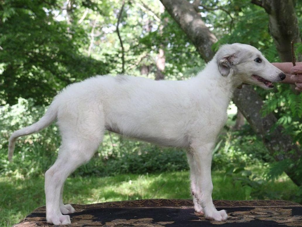 Borzoi Puppies breeder image 10