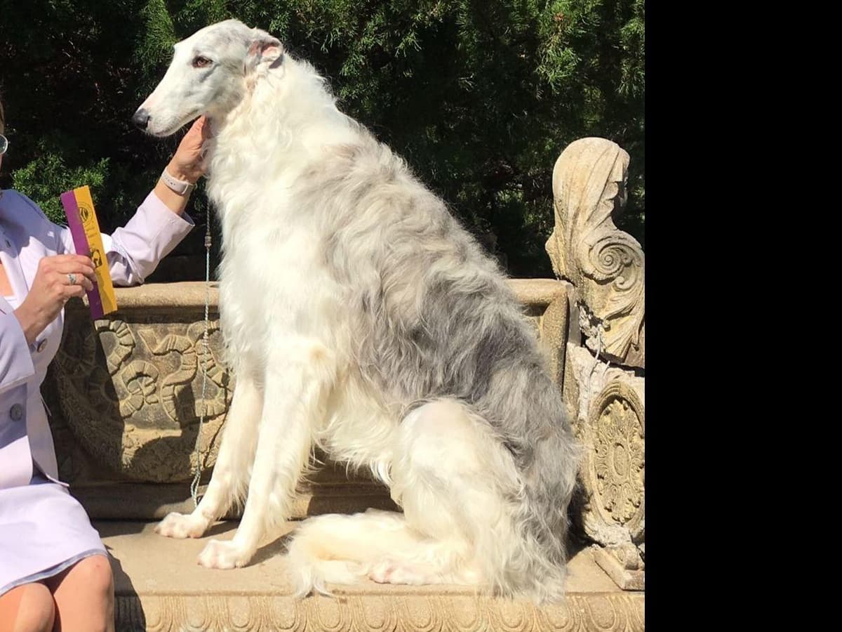 Borzoi Puppies breeder image 11