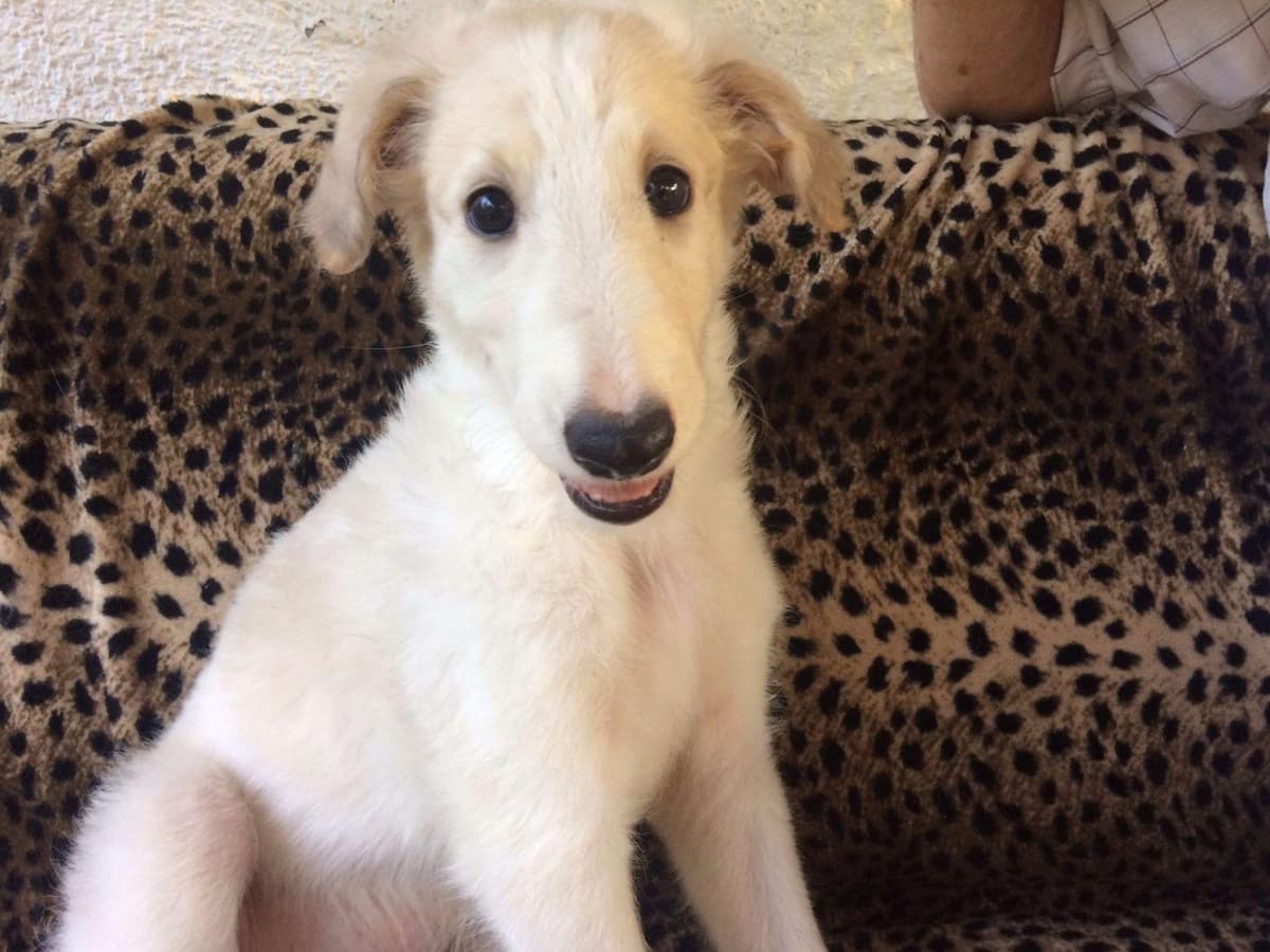 Borzoi Puppies breeder image 4