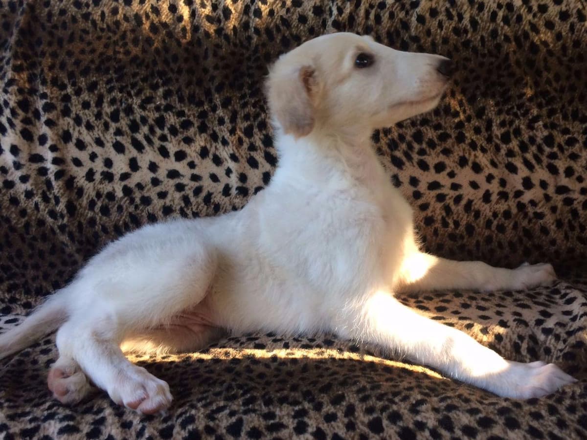 Borzoi Puppies breeder image 9