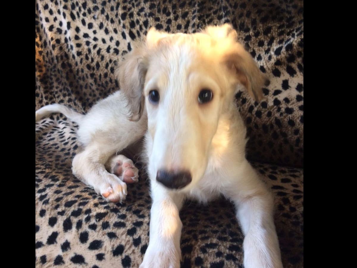 Borzoi Puppies breeder image 8