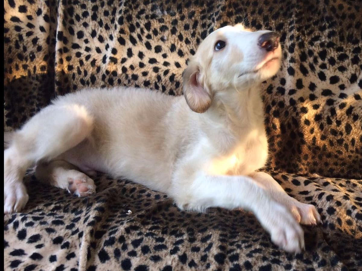 Borzoi Puppies breeder image 7