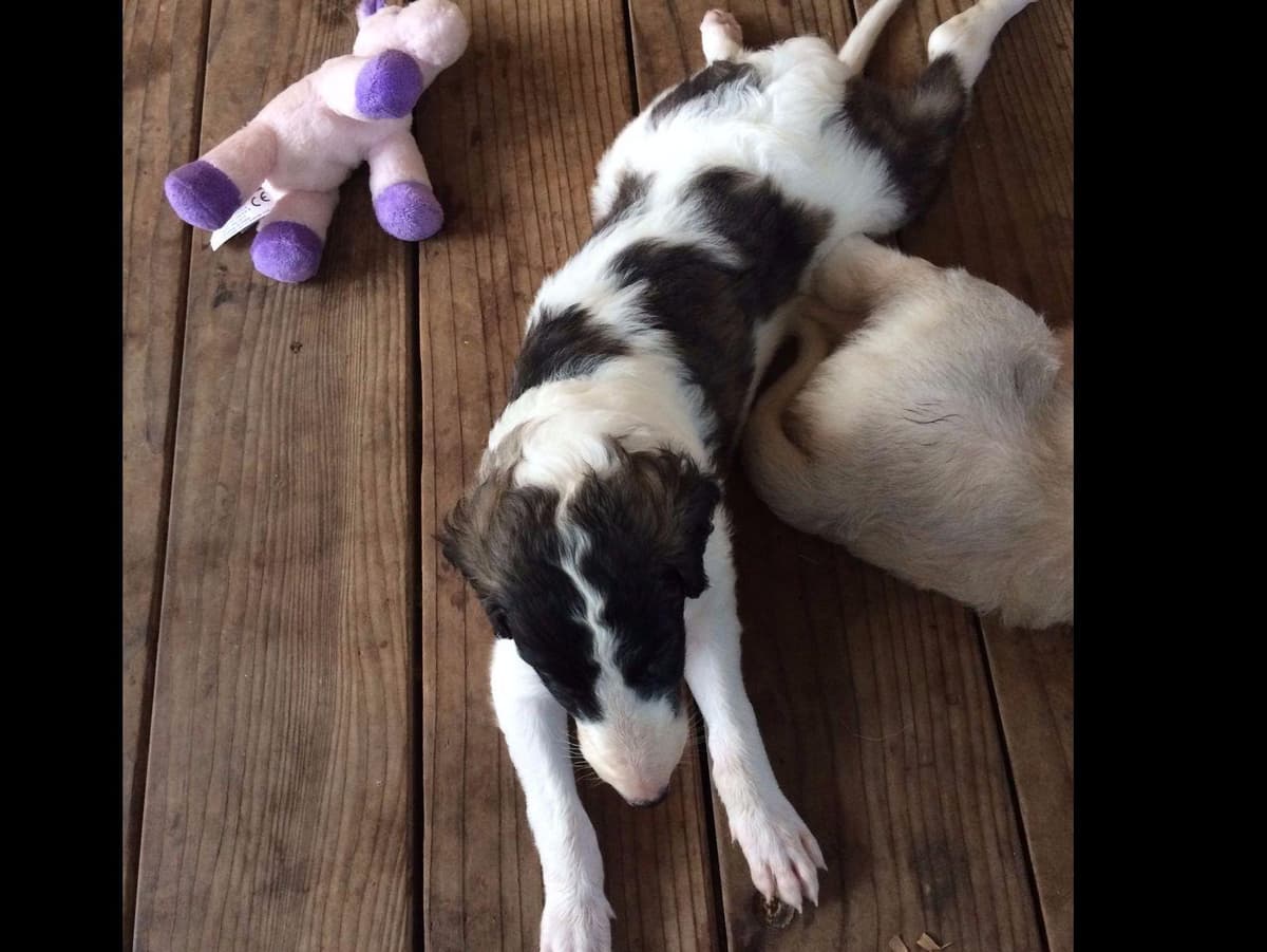 Borzoi Puppies breeder image 6
