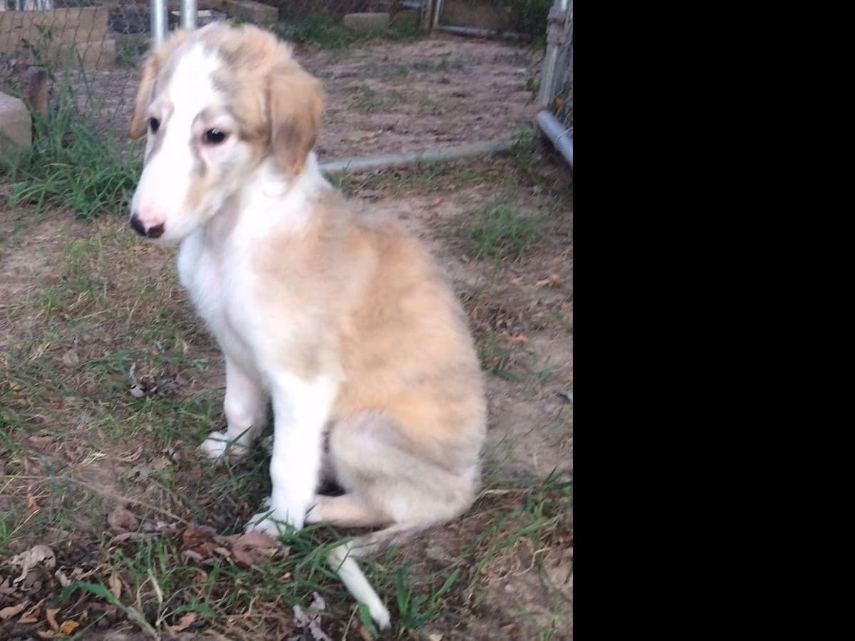 Borzoi Puppies breeder image 5