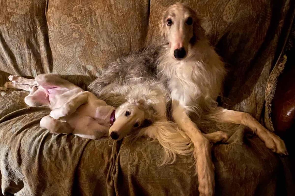 Borzoi Puppies breeder image 25