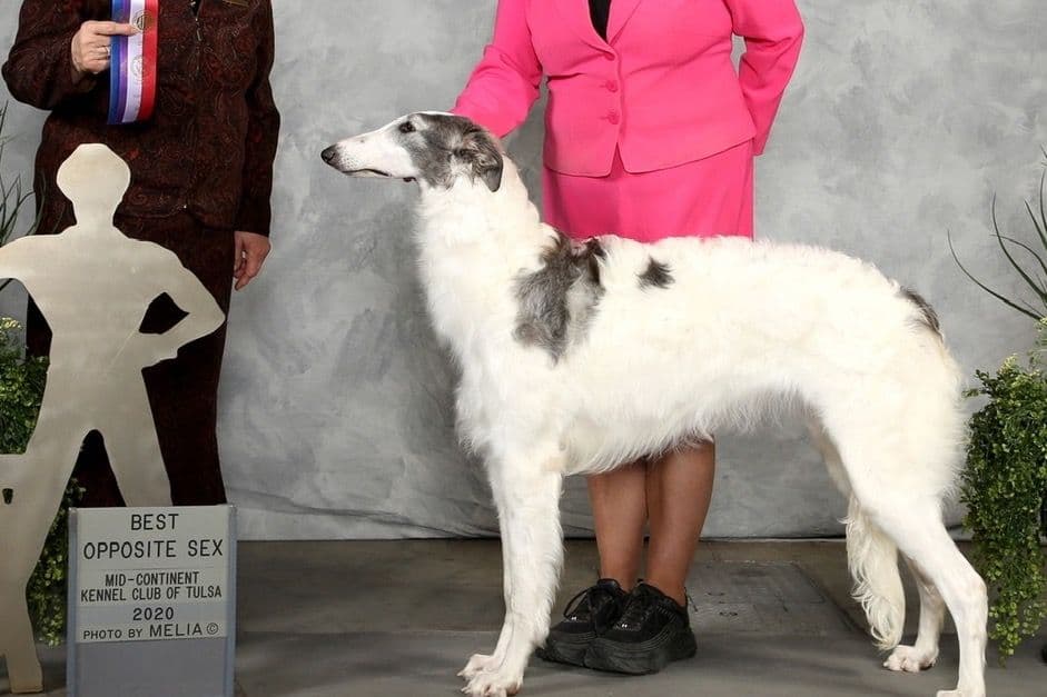 Borzoi Puppies breeder image 26