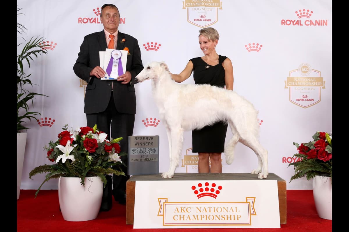 Borzoi Puppies breeder image 27