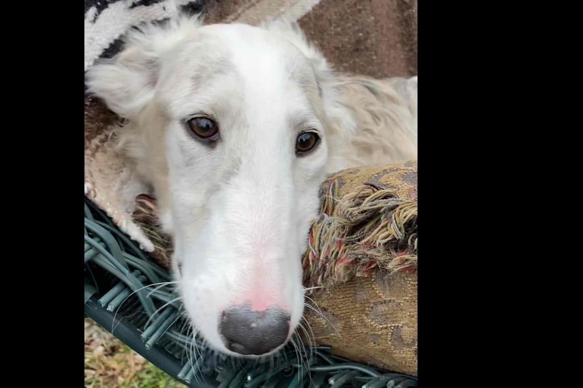 Borzoi Puppies breeder image 2
