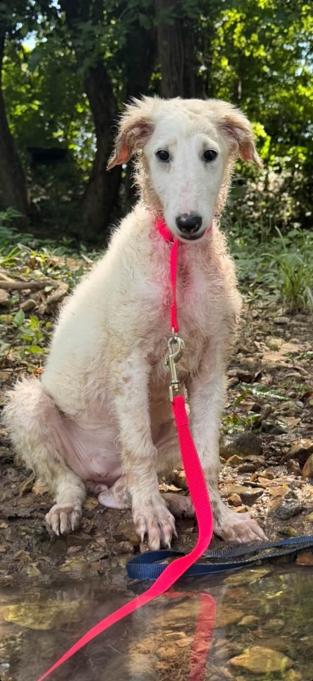Borzoi Puppies media 2