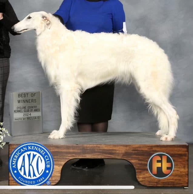 Borzoi Puppies media 3
