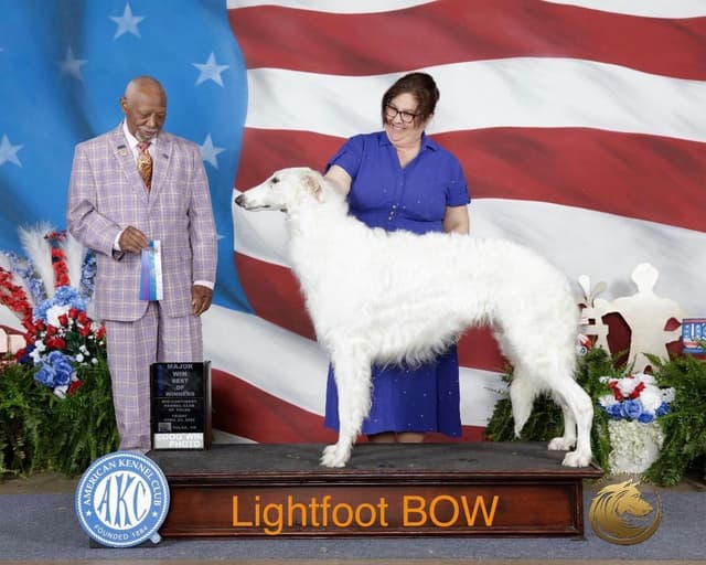 Borzoi Puppies media 4