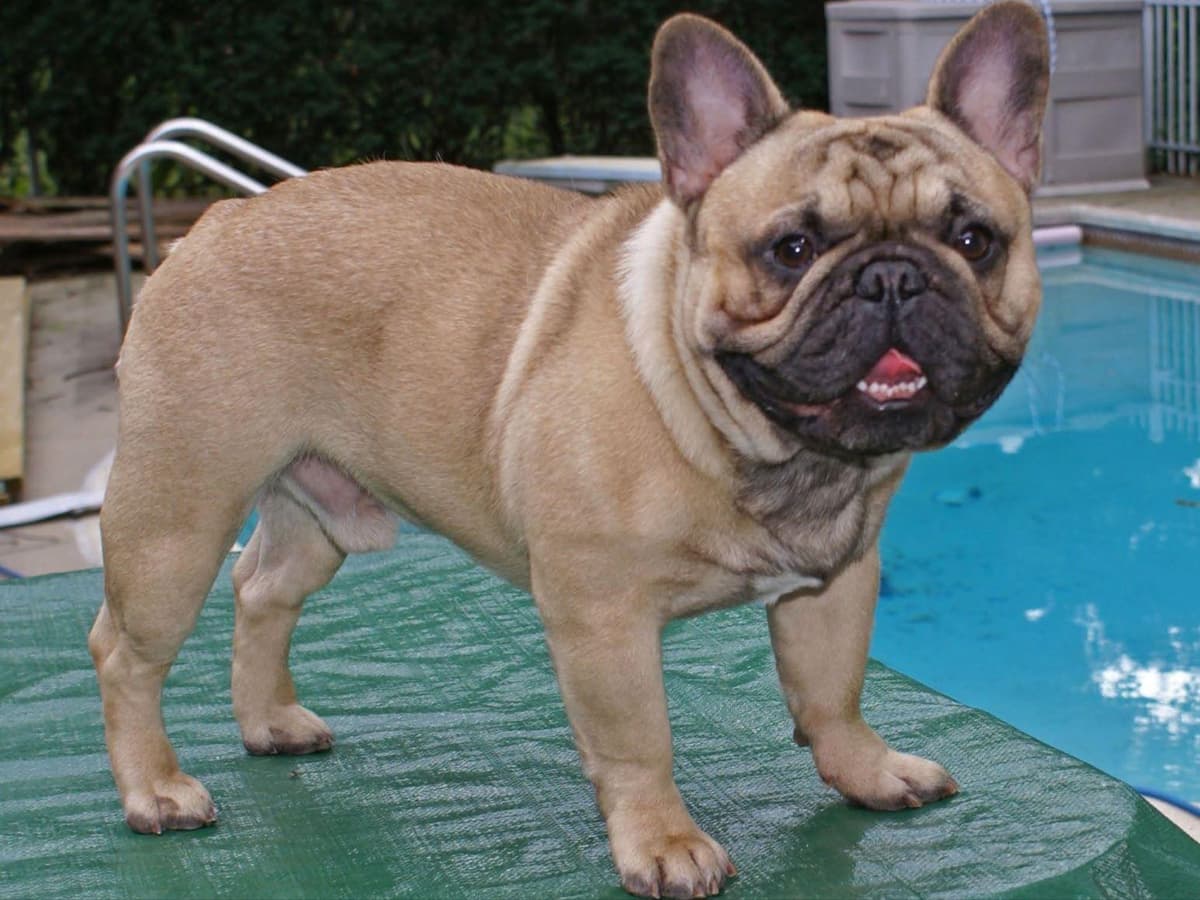 French Bulldog Puppies breeder image 1